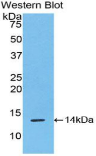 RSPO1 / RSPO Antibody - Western blot of recombinant RSPO1 / RSPO.