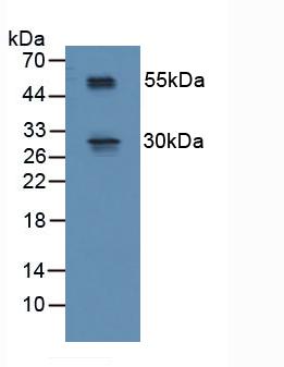 RSPO1 / RSPO Antibody - Western Blot; Sample: Mouse Spinal Cord Tissue.