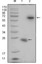 RSPO1 / RSPO Antibody - Western blot using R-spondin1 mouse monoclonal antibody against recombinant R-spondin1 protein (1) and R-spondin1(aa21-263)-hIgGFc transfected HEK293 cell lysate(2).