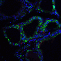 RSPO1 / RSPO Antibody - Immunofluorescence of RSPO1 in human spleen tissue with RSPO1 antibody at 5 µg/ml.Green: RSPO1 antibody  Red: Phylloidin staining Blue: DAPI staining