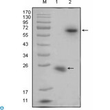 RSPO1 / RSPO Antibody - Western Blot (WB) analysis using R-Spondin Monoclonal Antibody against recombinant R-spondin1 protein (1) and R-spondin1(aa21-263)-hIgGFc transfected HEK293 cell lysate(2).