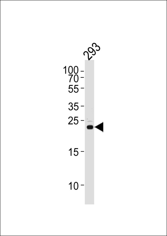 RSPO2 Antibody - Western blot of lysate from 293 cell line, using RSPO2 Antibody. Antibody was diluted at 1:1000 at each lane. A goat anti-rabbit IgG H&L (HRP) at 1:5000 dilution was used as the secondary antibody. Lysate at 35ug per lane.