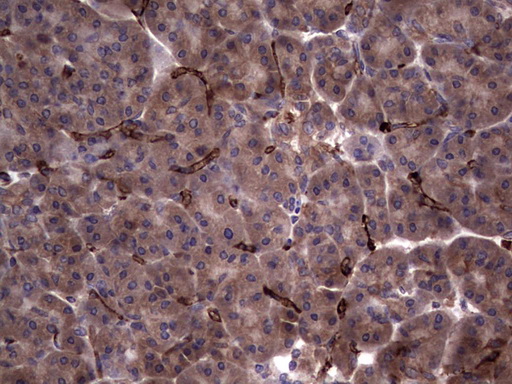 RSPO3 Antibody - Immunohistochemical staining of paraffin-embedded Human pancreas tissue within the normal limits using anti-RSPO3 mouse monoclonal antibody. (Heat-induced epitope retrieval by 1 mM EDTA in 10mM Tris, pH8.5, 120C for 3min,