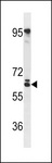 RSPRY1 Antibody - RSPRY Antibody western blot of mouse NIH-3T3 cell line lysates (35 ug/lane). The RSPRY antibody detected the RSPRY protein (arrow).