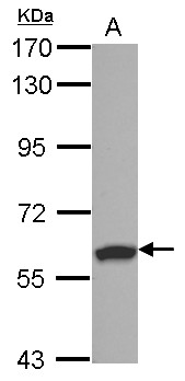 RSPRY1 Antibody - Sample (30 ug of whole cell lysate) A: NT2D1 7.5% SDS PAGE RSPRY1 antibody diluted at 1:1000