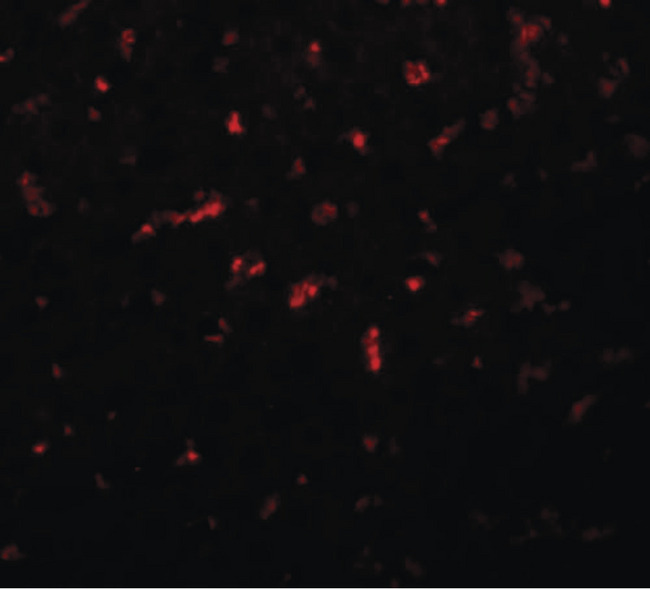 RSRC1 Antibody - Immunofluorescence of RSRC1 in rat liver tissue with RSRC1 antibody at 20 ug/ml.
