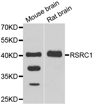 RSRC1 Antibody - Western blot analysis of extracts of various cell lines.