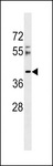 RSRC2 Antibody - RSRC2 Antibody western blot of 293 cell line lysates (35 ug/lane). The RSRC2 antibody detected the RSRC2 protein (arrow).