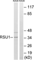 RSU1 Antibody - Western blot analysis of lysates from RAW264.7 cells, using RSU1 Antibody. The lane on the right is blocked with the synthesized peptide.