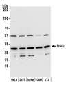 RSU1 Antibody - Detection of human and mouse RSU1 by western blot. Samples: Whole cell lysate (15 µg) from HeLa, HEK293T, Jurkat, mouse TCMK-1, and mouse NIH 3T3 cells prepared using NETN lysis buffer. Antibody: Affinity purified rabbit anti-RSU1 antibody used for WB at 0.1 µg/ml. Detection: Chemiluminescence with an exposure time of 10 seconds.