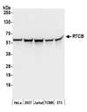 RTCB / C22orf28 Antibody - Detection of human and mouse RTCB by western blot. Samples: Whole cell lysate (50 µg) from HeLa, HEK293T, Jurkat, mouse TCMK-1, and mouse NIH 3T3 cells prepared using NETN lysis buffer. Antibody: Affinity purified rabbit anti-RTCB antibody used for WB at 0.1 µg/ml. Detection: Chemiluminescence with an exposure time of 3 seconds.
