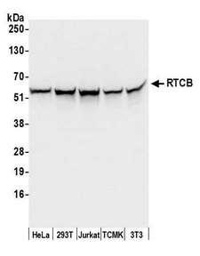 RTCB / C22orf28 Antibody - Detection of human and mouse RTCB by western blot. Samples: Whole cell lysate (50 µg) from HeLa, HEK293T, Jurkat, mouse TCMK-1, and mouse NIH 3T3 cells prepared using NETN lysis buffer. Antibody: Affinity purified rabbit anti-RTCB antibody used for WB at 0.1 µg/ml. Detection: Chemiluminescence with an exposure time of 3 seconds.