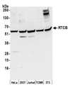 RTCB / C22orf28 Antibody - Detection of human and mouse RTCB by western blot. Samples: Whole cell lysate (50 µg) from HeLa, HEK293T, Jurkat, mouse TCMK-1, and mouse NIH 3T3 cells prepared using NETN lysis buffer. Antibody: Affinity purified rabbit anti-RTCB antibody used for WB at 0.1 µg/ml. Detection: Chemiluminescence with an exposure time of 30 seconds.