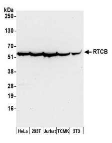 RTCB / C22orf28 Antibody - Detection of human and mouse RTCB by western blot. Samples: Whole cell lysate (50 µg) from HeLa, HEK293T, Jurkat, mouse TCMK-1, and mouse NIH 3T3 cells prepared using NETN lysis buffer. Antibody: Affinity purified rabbit anti-RTCB antibody used for WB at 0.1 µg/ml. Detection: Chemiluminescence with an exposure time of 10 seconds.