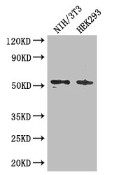 RTCB / C22orf28 Antibody - Positive WB detected in:NIH/3T3 whole cell lysate,HEK293 whole cell lysate;All lanes: RTCB antibody at 3ug/ml;Secondary;Goat polyclonal to rabbit IgG at 1/50000 dilution;Predicted band size: 56 kDa;Observed band size: 56 kDa;