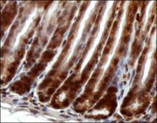 RTEL1 Antibody - Immunohistochemistry: RTEL1 Antibody - IHC analysis of RTEL1 in mouse intestine.  This image was taken for the unconjugated form of this product. Other forms have not been tested.