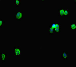 RTEL1 Antibody - Immunofluorescent analysis of HepG-2 cells diluted at 1:100 and Alexa Fluor 488-congugated AffiniPure Goat Anti-Rabbit IgG(H+L)