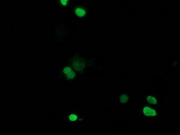RTFDC1 Antibody - Anti-C20orf43 mouse monoclonal antibody immunofluorescent staining of COS7 cells transiently transfected by pCMV6-ENTRY C20orf43.
