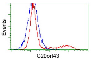 RTFDC1 Antibody - HEK293T cells transfected with either overexpress plasmid (Red) or empty vector control plasmid (Blue) were immunostained by anti-C20orf43 antibody, and then analyzed by flow cytometry.