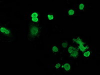 RTFDC1 Antibody - Anti-C20orf43 mouse monoclonal antibody immunofluorescent staining of COS7 cells transiently transfected by pCMV6-ENTRY C20orf43.