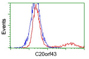 RTFDC1 Antibody - HEK293T cells transfected with either overexpress plasmid (Red) or empty vector control plasmid (Blue) were immunostained by anti-C20orf43 antibody, and then analyzed by flow cytometry.