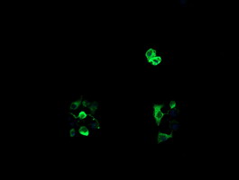 RTKN / Rhotekin Antibody - Anti-RTKN mouse monoclonal antibody immunofluorescent staining of COS7 cells transiently transfected by pCMV6-ENTRY RTKN.