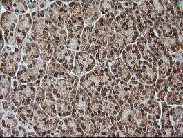 RTKN / Rhotekin Antibody - IHC of paraffin-embedded Human pancreas tissue using anti-RTKN mouse monoclonal antibody.