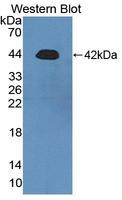 RTKN / Rhotekin Antibody - Western Blot; Sample: Recombinant protein.