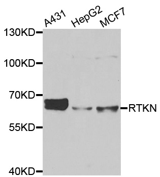 RTKN / Rhotekin Antibody - Western blot analysis of extracts of various cell lines.