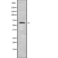 RTKN / Rhotekin Antibody - Western blot analysis of RTKN using COS7 whole cells lysates