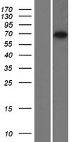 RTKN2 Protein - Western validation with an anti-DDK antibody * L: Control HEK293 lysate R: Over-expression lysate