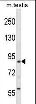 RTN1 / Reticulon 1 Antibody - RTN1 Antibody western blot of mouse testis tissue lysates (35 ug/lane). The RTN1 antibody detected the RTN1 protein (arrow).
