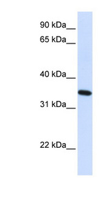 RTN1 / Reticulon 1 Antibody - RTN1 / Reticulon 1 antibody Western blot of 293T cell lysate. This image was taken for the unconjugated form of this product. Other forms have not been tested.