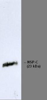RTN1 / Reticulon 1 Antibody - Immunoblotting of RNL-4 recognizing NSP-C Reticulon 1-C (23 kDa) in extract from neuroblastoma cell line LA-N-5