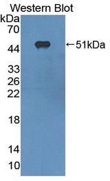 RTN1 / Reticulon 1 Antibody