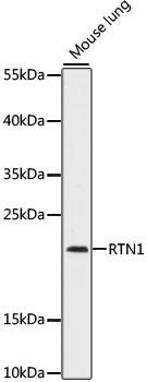 RTN1 / Reticulon 1 Antibody - Western blot analysis of extracts of mouse lung using RTN1 Polyclonal Antibody at dilution of 1:1000.