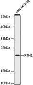 RTN1 / Reticulon 1 Antibody - Western blot analysis of extracts of mouse lung using RTN1 Polyclonal Antibody at dilution of 1:1000.