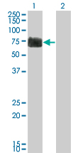 RTN2 / Reticulon 2 Antibody - Western Blot analysis of RTN2 expression in transfected 293T cell line by RTN2 monoclonal antibody (M05), clone 6A11.Lane 1: RTN2 transfected lysate(59.264 KDa).Lane 2: Non-transfected lysate.