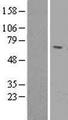 RTN2 / Reticulon 2 Protein - Western validation with an anti-DDK antibody * L: Control HEK293 lysate R: Over-expression lysate