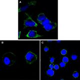 RTN3 / Reticulon 3 Antibody - RTN3 Antibody in Immunofluorescence (IF)