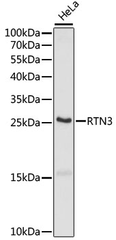 RTN3 / Reticulon 3 Antibody - Western blot analysis of extracts of HeLa cells, using RTN3 antibody at 1:1000 dilution. The secondary antibody used was an HRP Goat Anti-Rabbit IgG (H+L) at 1:10000 dilution. Lysates were loaded 25ug per lane and 3% nonfat dry milk in TBST was used for blocking. An ECL Kit was used for detection and the exposure time was 90s.