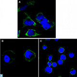 RTN3 / Reticulon 3 Antibody - Confocal Immunofluorescence (IF) analysis of HeLa (A), A431 (B) and THP-1 (C) cells using Rtn-3 Monoclonal Antibody (green). Blue: DRAQ5 fluorescent DNA dye.