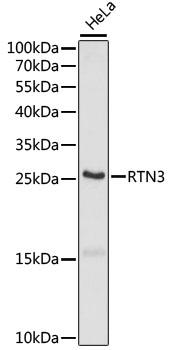 RTN3 / Reticulon 3 Antibody - Western blot analysis of extracts of HeLa cells using RTN3 Polyclonal Antibody at dilution of 1:1000.