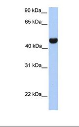 RTN4 / Nogo Antibody - Fetal brain lysate. Antibody concentration: 1.0 ug/ml. Gel concentration: 12%.  This image was taken for the unconjugated form of this product. Other forms have not been tested.