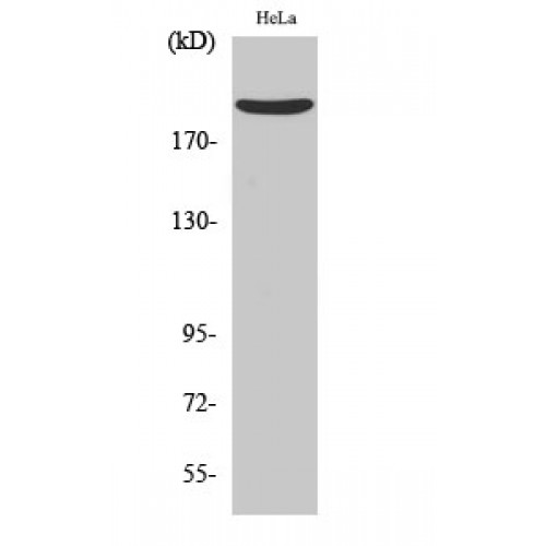 RTN4 / Nogo Antibody - Western blot of Nogo A antibody