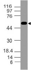RTN4 / Nogo Antibody - Fig-1: Western blot analysis of Nogo-B. Anti-Nogo-B antibody was used at 1 µg/ml on Hela lysate.