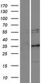 RTN4 / Nogo Protein - Western validation with an anti-DDK antibody * L: Control HEK293 lysate R: Over-expression lysate