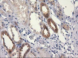 RTN4IP1 / NIMP Antibody - IHC of paraffin-embedded Human Kidney tissue using anti-RTN4IP1 mouse monoclonal antibody.