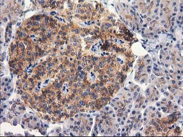 RTN4IP1 / NIMP Antibody - IHC of paraffin-embedded Human pancreas tissue using anti-RTN4IP1 mouse monoclonal antibody.