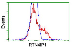 RTN4IP1 / NIMP Antibody - HEK293T cells transfected with either overexpress plasmid (Red) or empty vector control plasmid (Blue) were immunostained by anti-RTN4IP1 antibody, and then analyzed by flow cytometry.
